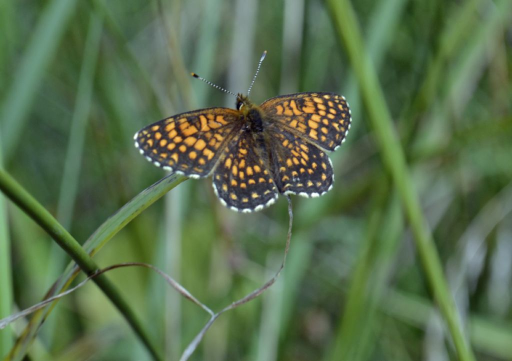 Melitaea diamina?